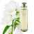 essential oil jasmine