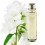essential oil jasmine